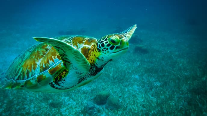 A great location for diving enthusiasts