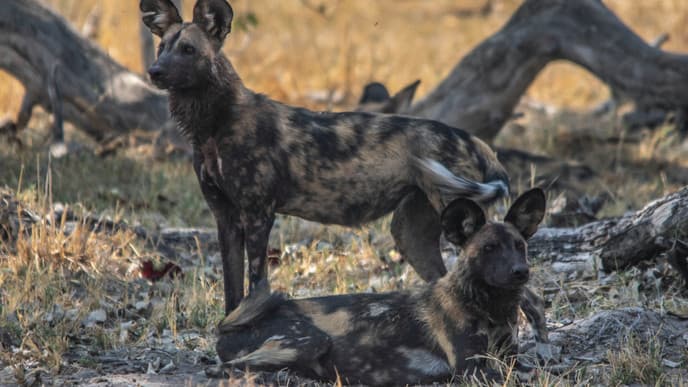 Immersed in Moremi Game Reserve