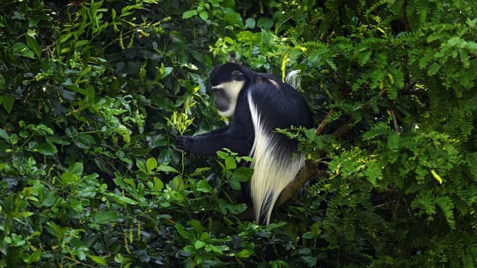 In search of colobus monkeys