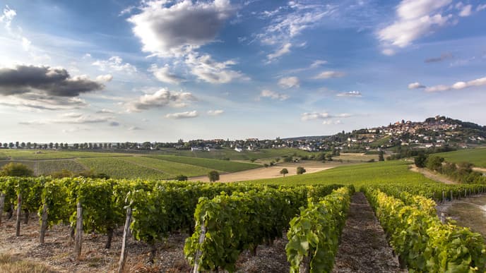 Tour of the charming vineyards