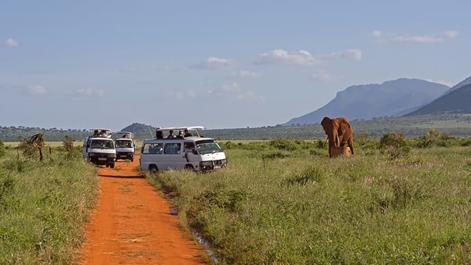 Experience A Sunrise Safari!
