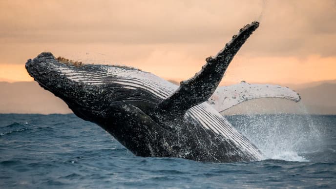 Ocean Adventures in Ballena Marine Park