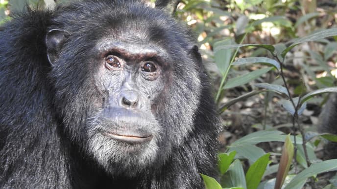 Trekking for chimpanzees & journey to Lake Kivu