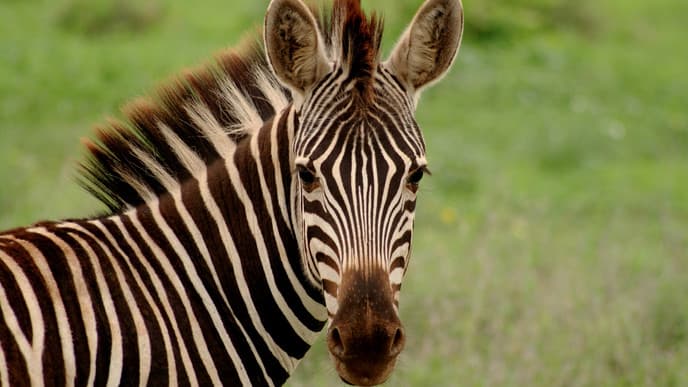 Seeing stripes in the Eastern Cape