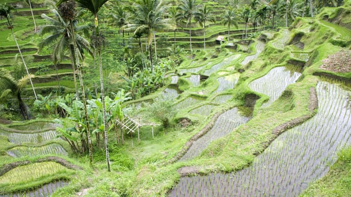 Auf nach Bali