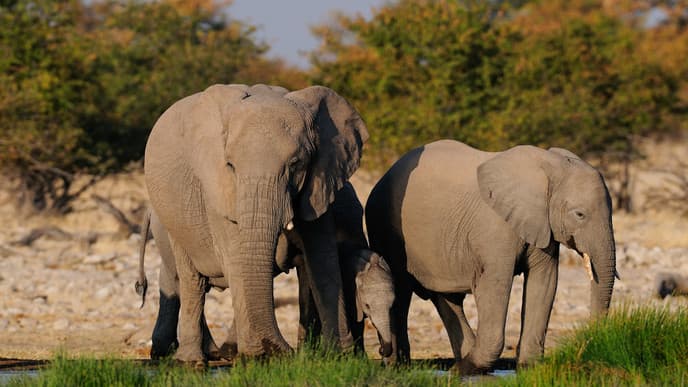 Tierbeobachtungen an weniger bekannten Wasserlöchern