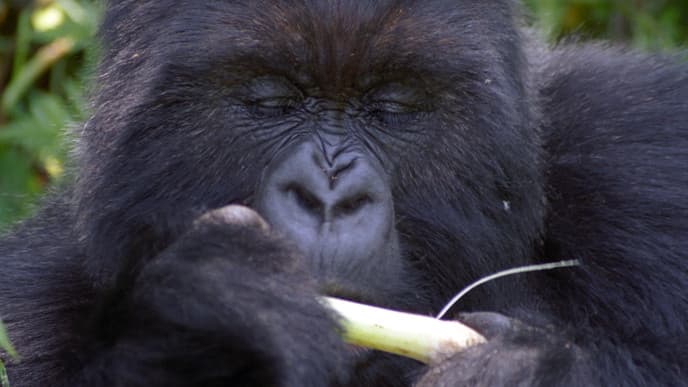 Explore The Mghahinga National Park