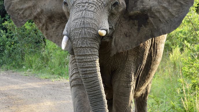 Afrikas Wildtiere hautnah
