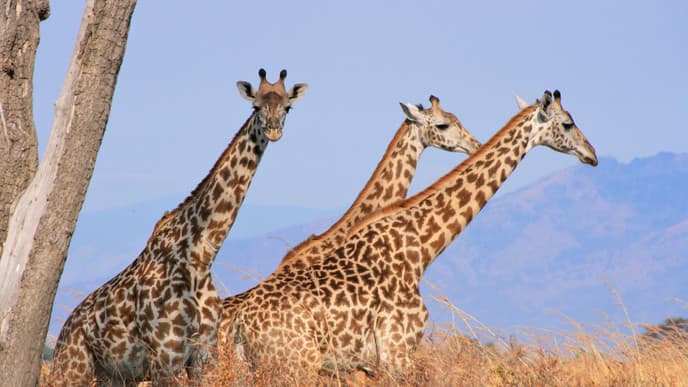 Amazing Arusha