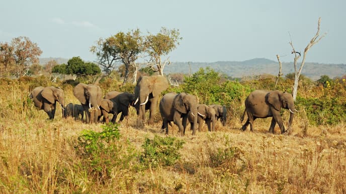 Mikumi Nationalpark erleben