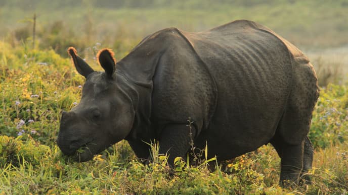 Safari and Canoe Ride in Chitwan National Park
