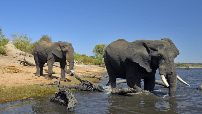 Make Your Way to Chobe, Botswana