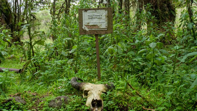 Learn about gorilla conservation efforts