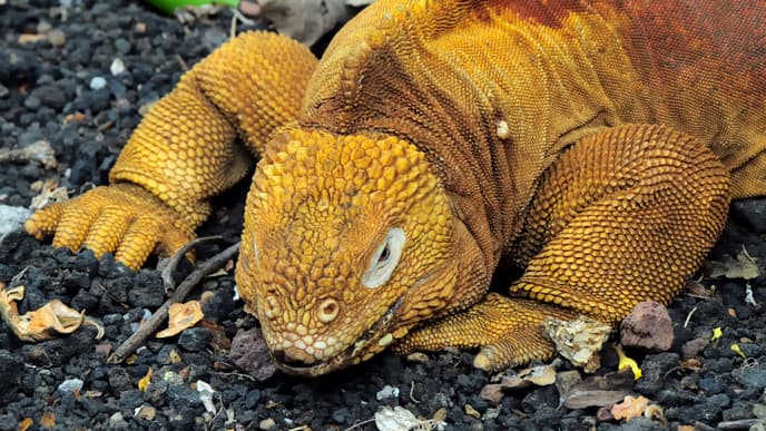 Wildlife Discovery at South Plaza