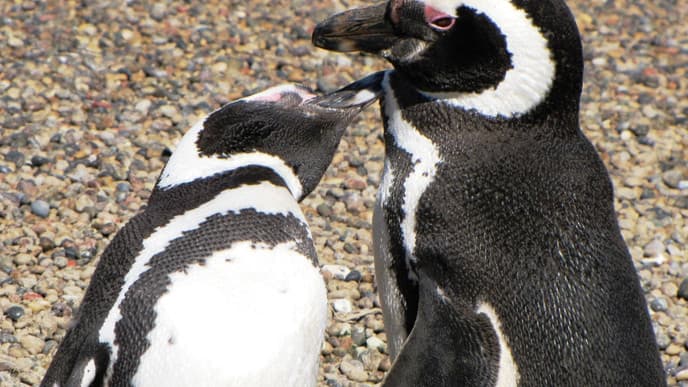 Discover the Wildlife of Puerto Madryn