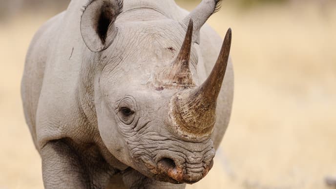 Wildtierbeobachtungen im Etosha Nationalpark
