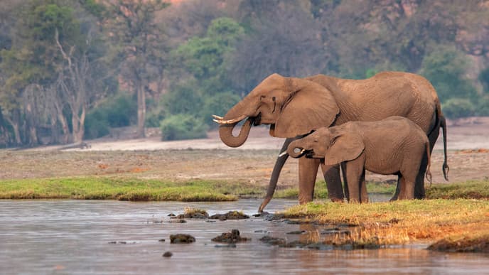Arrival at the Chobe River