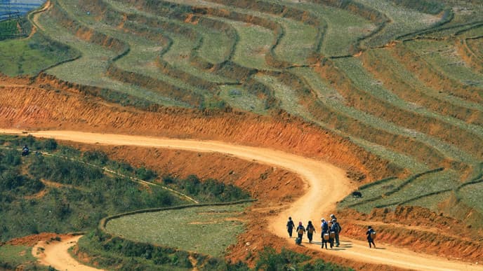 The beauty of the jungle