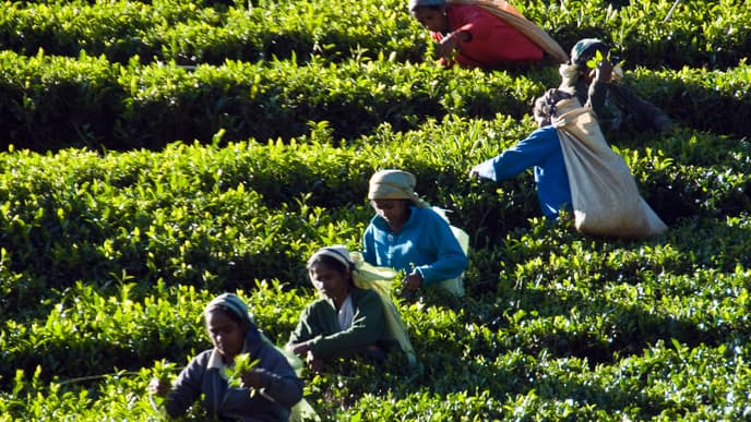 Berge, Wasserfälle und Teebüsche