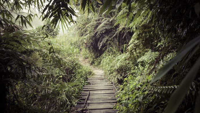 Sinharaja rainforest walk