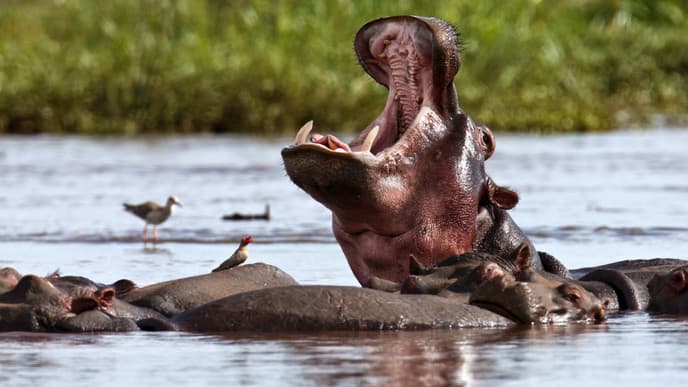 Wildleben im Serengeti National Park