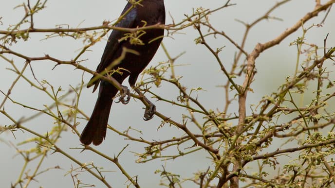The Spectacled Bear and Other Wildlife