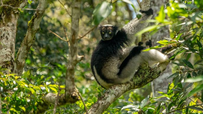 Der berühmte Andasibe Nationalpark