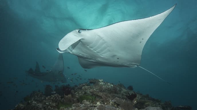 Sensational snorkelling