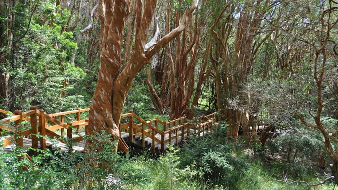 Victoria Island and Arrayanes Forest Tour