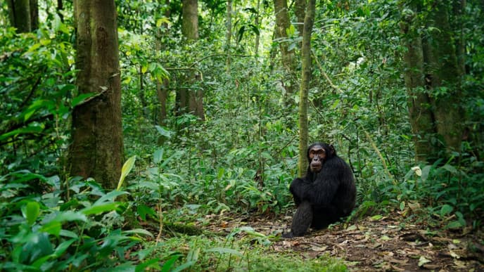 Trekking for chimpanzees