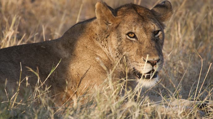 Löwen auf der Jagd in der Serengeti