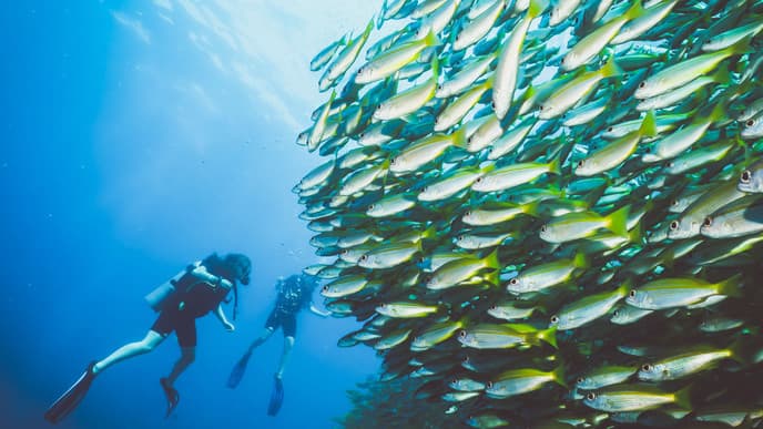 Dive into an underwater paradise