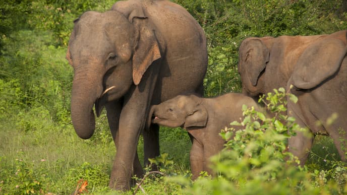 Go On A Private Jeep Safari At Udawalawe