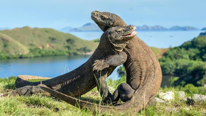 A full-day exploration of Komodo National Park