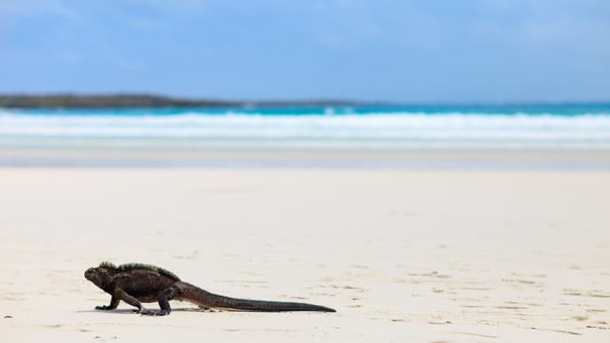 Freier Tag auf der Insel Santa Cruz