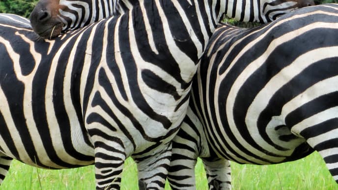 The wonders of Akagera National Park