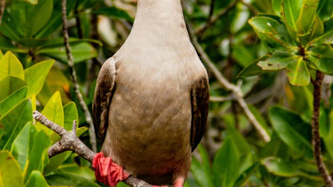 Dramatic Cliffs at Pitt Point
