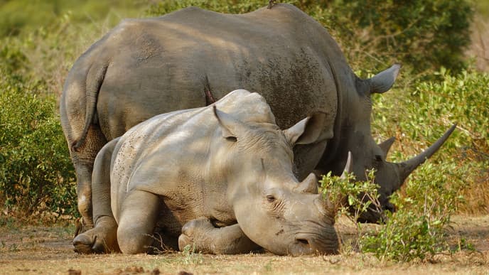 Safari auf der Suche nach den Big 5
