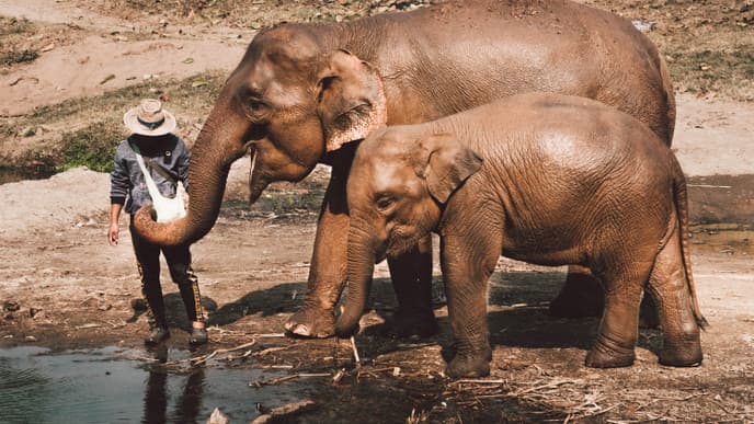 The elephants of Chiang Mai