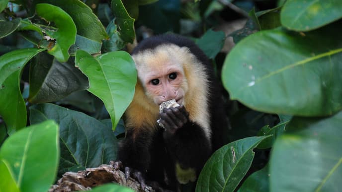 Wildlife spotting in the Manuel Antonio Natioal Park