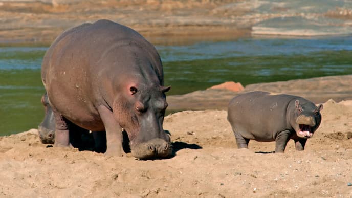 Das Safariabenteuer beginnt