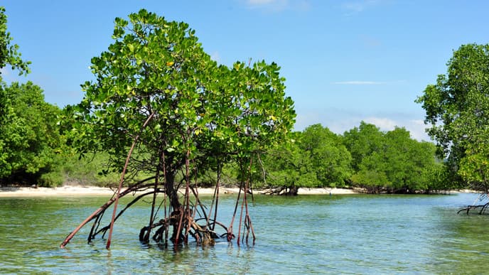 Trekking und Bird Watching im West Bali Nationalpark