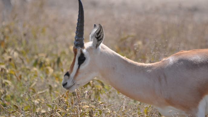 Letzte Safari am Krater und Abschied