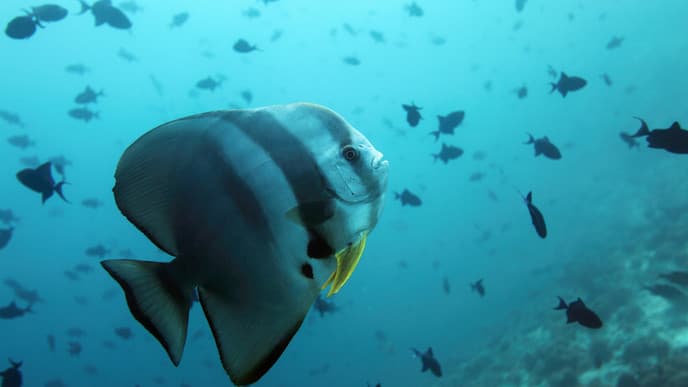 Dive Beneath the Surface