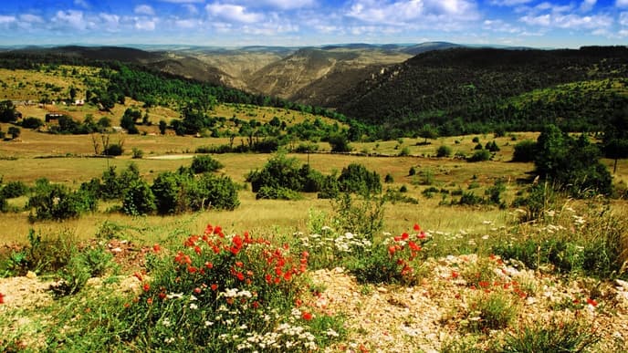 Insights into Mediterranean flora