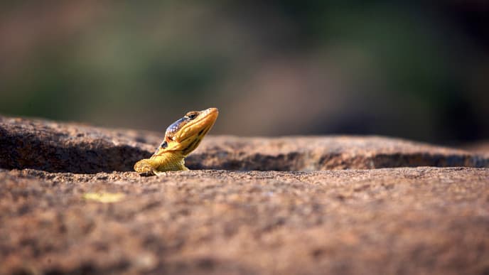 Wildlife & stargazing