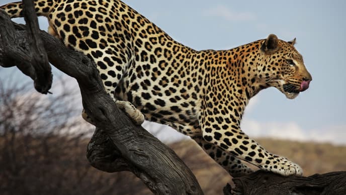 In search of leopards