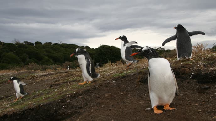 At the End of the Earth