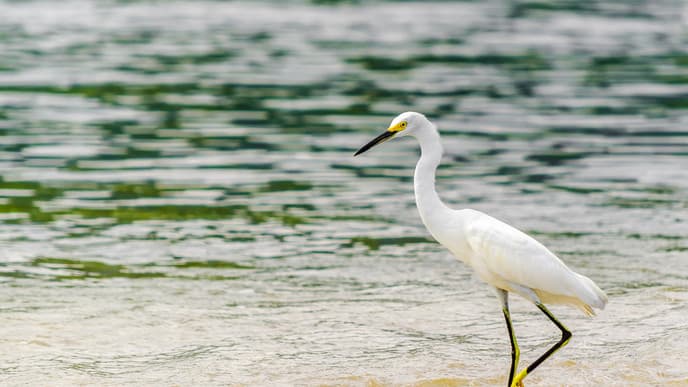 Learn about the secrets of Tayronaka