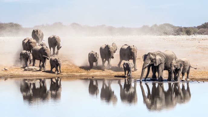 Etosha big game drives